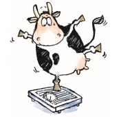 Vache sur écailles - 4064K